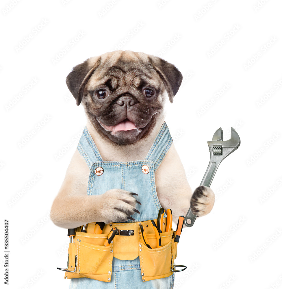 Poster pug puppy worker with tool belt and adjustable wrench. isolated on white background