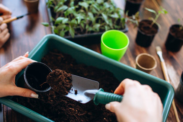 Concept planting seedlings indoor holding garden tools. Close up Hands of girls and little sprouts in pot with earth