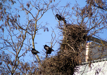 Large black birds grazis sitting near the nests. The tree is located next to the house