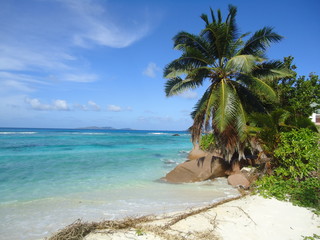 tropical beach with palm trees