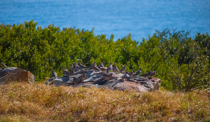 Flock of laughing doves camouflaged by a rock in a field by the ocean.