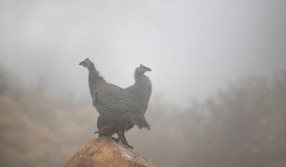 Two teenage helmeted guineafowl keet standing on a rock in a field on a overcast day.