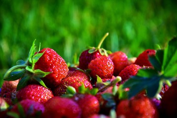 Fresh strawberries on a summer day