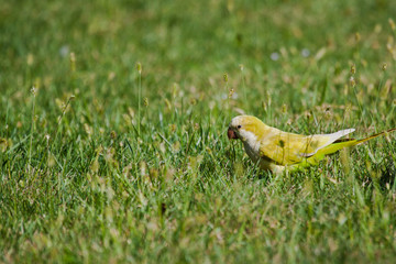 Freilebende Mönchssittiche (Myiopsitta monachus)  in Italien, Bergamo