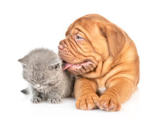 Bordeaux mastiff puppy dog lies with  baby kitten. isolated on white background