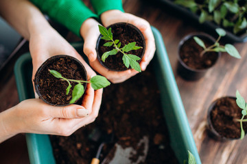 Concept planting seedlings indoor holding garden tools. Close up Hands of girls and little sprouts in pot with earth