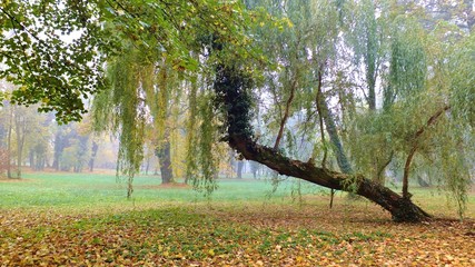 Park strzelecki w jesienne mgle polska © Roman
