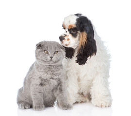 Cocker Spaniel puppy sits with young kitten. isolated on white background