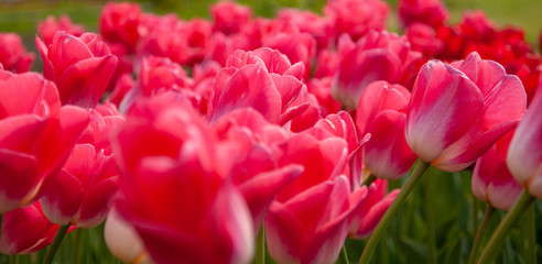 Large and beautiful tulips in the garden.