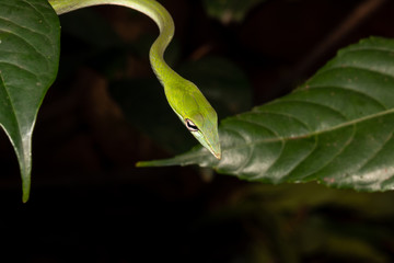 Green Vine Snake Macro Shot With Black Background