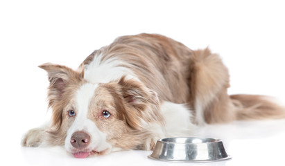 Sad hungry dog lies beside a bowl and asks food. isolated on white background