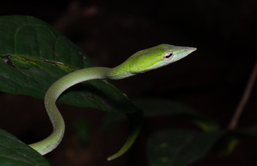 Green Vine Snake Macro Shot With Black Background