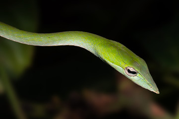 Green Vine Snake Macro Shot With Black Background