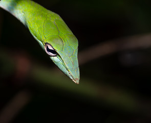 Green Vine Snake Macro Shot With Black Background