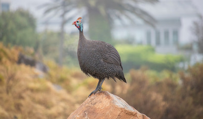 Helmeted guineafowl standing on a rock in a field on a overcast day.