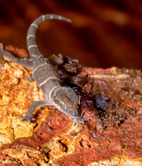 Close up of banded geko in a rainy night 