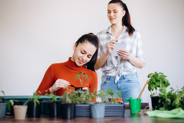 The breeding of indoor plants.Concept planting seedlings garden tools.