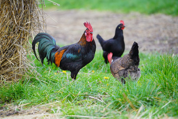 Animal ferme volaille 17
