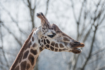 Portrait of an adult brown patched African giraffe, closeup, details
