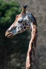 Portrait of an adult brown patched African giraffe, closeup, details