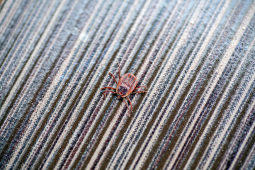A dangerous parasite and infection carrier mite