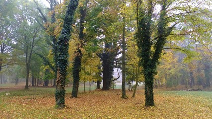 Park strzelecki w jesienne mgle polska © Roman