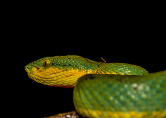 Green Venomous Pitviper Snake  On Tree  Macro Shot With Black Background