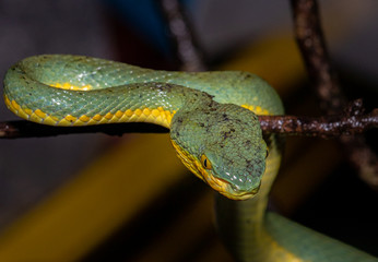 Green Venomous Pitviper  Snake On Tree  Macro Shot
