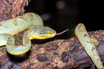 Green Venomous Pitviper  Snake On Tree  Macro Shot
