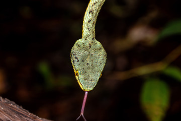 Green Venomous Pitviper Snake  On Tree  Macro Shot
