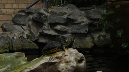 turtle on rock