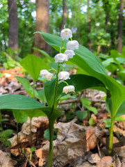 snowdrops in the forest