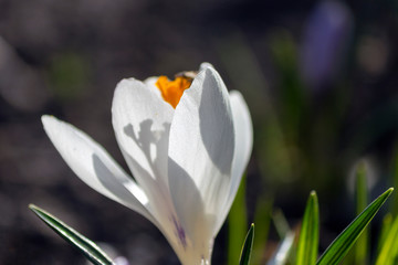 Fresh early white crocuses blooming in the garden. First spring flowers