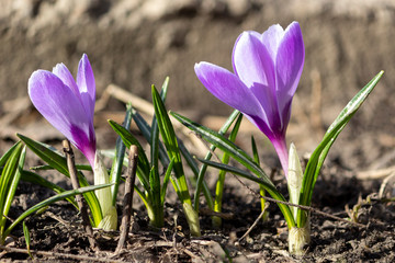 Fresh early purple crocuses blooming in the garden. First spring flowers