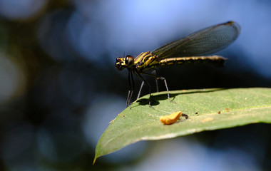 Green dragonfly with big bokeh.