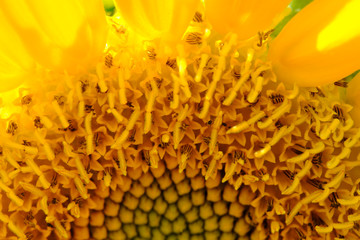 Macro sunflower and pollen.