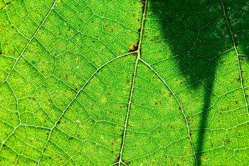 grape leaf close up in the sun