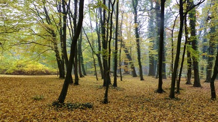 Park strzelecki w jesienne mgle polska © Roman