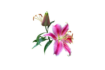 Isolated pink lily with clipping path.