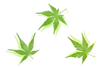 もみじ 新緑 アブストラクト 白背景