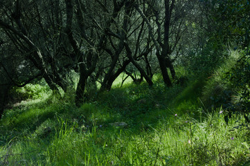 Naklejka premium Intreccio d'alberi