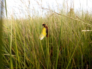 A small butterfly sitting on the stem in the steppe