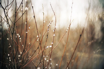 Delicate fluffy willow flowers blooming on thin elegant branches are illuminated by weak daylight on an April day.