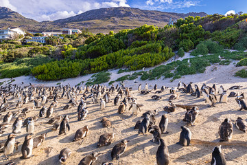 Brillenpinguine am Boulder Beach in Südafrika, Pinguinkolonie in Afrika