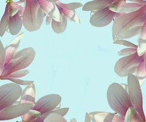 Pink magnolia flowers on a light delicate blue background in the form of a frame. Screensaver, background, flowers on the contour. Natural floral background, postcard, screensaver. Free space for your