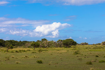 Fototapeta na wymiar African landscape with blue sky and clouds in Kruger National Park, South Africa