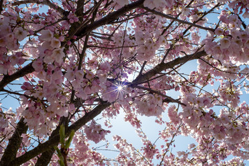 A picture of a beam of sunshine shining through some cherry blossoms.   Vancouver BC Canada
