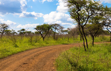 Sandy trail with trees and sky with white clouds in Background, Kruger Park, South Africa