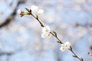한국 인천시 남동구 인천대공원 입니다