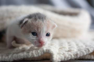 Fototapeta na wymiar Two week old three-colored kitten walks on soft white wooled blanket. First steps. Space for text